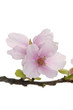 Macro of cherry blossoms on white