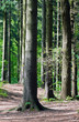 wald