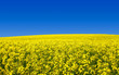 Weites Rapsfeld