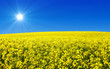 Sonne und  Rapsfels