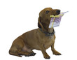 dog 4