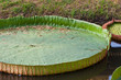Lotus Leaf
