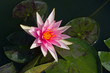 Pink Lotus