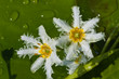 White Lotus