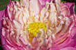 Pink Lotus