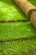 Turf grass rolls partially unrolled