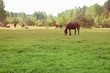 Photo: Horses Horses
