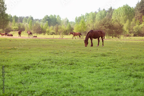 Photo: Horses Horses