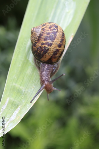 Photo: lumaca lumaca
