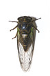 Cicada isolated on white background