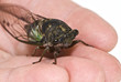 Cicada in the palm of a hand