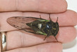 An insect in the palm of a hand
