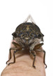 A Cicada insect perched on a finger