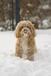 Cute puppy playing in the snow