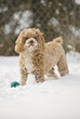 Cute puppy playing in the snow