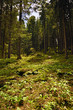 sottobosco