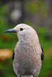 Bird in Banff National Park, Canada