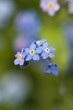 Foto: forget-me-not forget-me-not