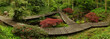 Serene forestscape