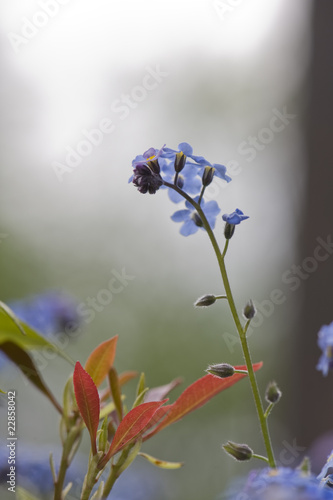 Foto: forget-me-not forget-me-not