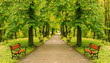 Beautiful park alley in summer Beautiful park alley in summer