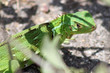 Green lizard