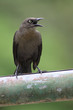 Angry bird