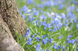sea of blue flowers ©