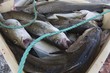 Catch of fish, Norway