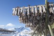 Foto: Fish hang on drying rack in Norwegian fishery Fish hang on drying rack in Norwegian fishery