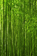 Photo: Bamboo forest texture Bamboo forest texture