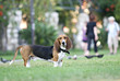 Foto: basset basset