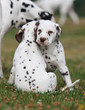 deux chiots dalmatiens s'aiment d'amour tendre deux chiots dalmatiens s'aiment d'amour tendre