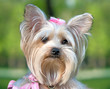 Yorkshire Terrier portrait close-up Yorkshire Terrier portrait close-up
