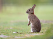 lapin beau garenne animal compagnie sauvage migno lapin beau garenne animal compagnie sauvage migno