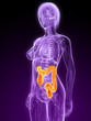 weibliche Anatomie mit markiertem Dickdarm