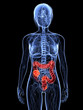 weibliche Anatomie mit markiertem Dickdarm
