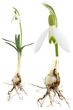Snowdrop -Galanthus nivalis