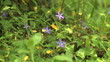 Sequence of wild flowers in the forest in spring