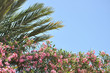 floral border