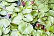 Pond