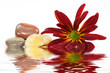 Steine mit Blüte an Wasser