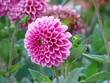 Dália dobrada cor-de-rosa
