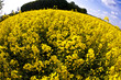 yellow rape field in spring yellow rape field in spring