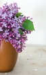 Lilacs Lilacs