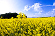 yellow rape field in spring yellow rape field in spring