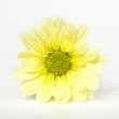Gelbe Blüte