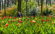 Walking in park in spring