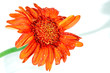 Rote Blume Rote Blume