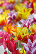 Many colorful Tulips Many colorful Tulips